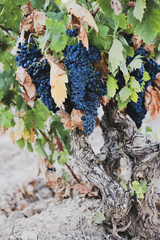 Obraz premium Abundant ripe grapes growing on old grapevine