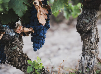 Obraz premium Ripe grape cluster hanging between old vine trunks
