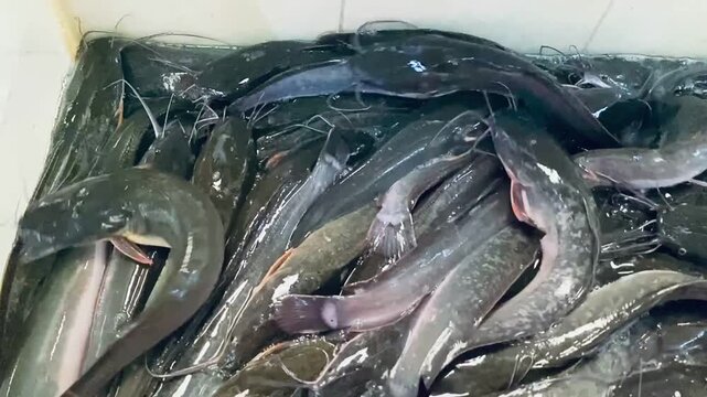 Live catfish swimming inside a glass container at a traditional fish market