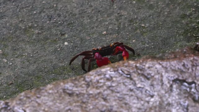 Red-clawed mangrove crab (Chiromantes haematocheir, akategani) crawling among rocks at Shukkeien Garden in Hiroshima, Naka-ku, Chugoku, Honshu, Japan, macro closeup of crustacean, wildlife footage