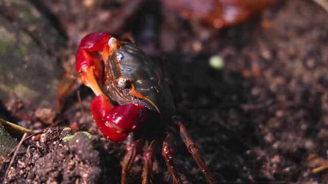Red-clawed mangrove crab (Chiromantes haematocheir, akategani) crawling among rocks at Shukkeien Garden in Hiroshima, Naka-ku, Chugoku, Honshu, Japan, macro closeup of crustacean, wildlife footage