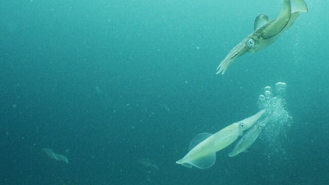 School of bigfin reef squid swimming gracefully through greenish ocean water past diving bubbles underwater