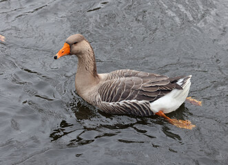 Ducks and geese swim on the lake. © fototaras