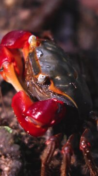 Red-clawed mangrove crab (Chiromantes haematocheir, akategani) crawling among rocks at Shukkeien Garden in Hiroshima, Naka-ku, Chugoku, Honshu, Japan, macro closeup of crustacean, wildlife footage