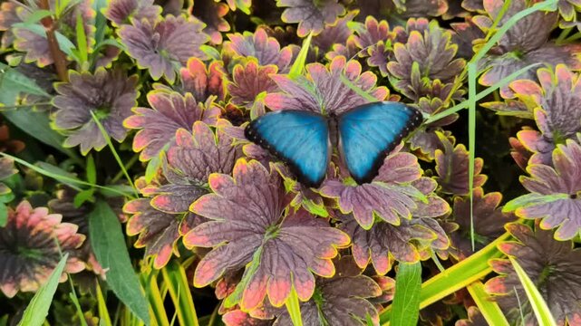.&nbsp;Bright Blue Morpho Butterfly on Variegated Red-Green Foliage &mdash; 4K Seamless Animation Video Background
