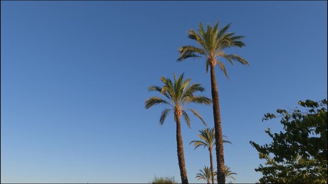 Palmera ciudad de elche alicante espa&ntilde;a