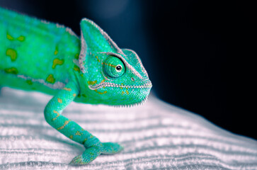 Veiled Chameleon  © Michele