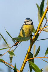 Eurasian Blue Tit (Cyanistes caeruleus) on a branch. Gelderland in the Netherlands.              © Albert