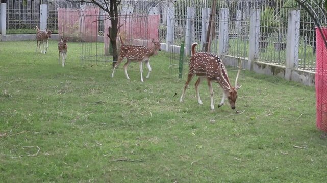 Peaceful Spotted Deer Family Walking Together | Beautiful Chital Deer and Wildlife Moments
