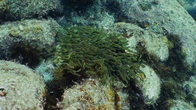 Striped eel catfish juveniles densely schooling on a rocky reef