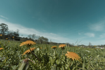 Obraz premium Dandelions in Meadow With Dramatic Blue Sky Background