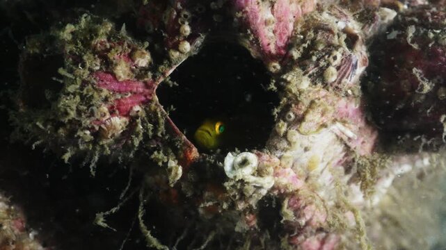 A small fish peeking out from a crevice in seashells and barnacles
