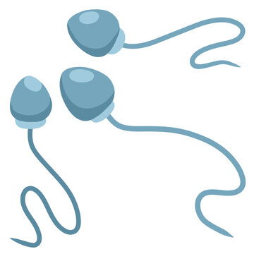 Sperm is the microscopic male reproductive cell
