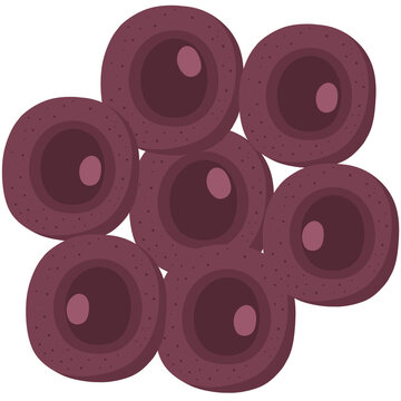 Kidney cells are the specialized, microscopic building blocks that form the structural and functional units of the kidneys