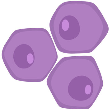 liver cells are the main functional cells of the liver