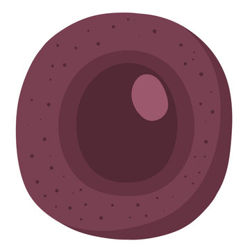 Kidney cells are the specialized, microscopic building blocks that form the structural and functional units of the kidneys