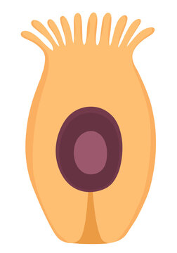 Taste cells, also called gustatory receptor cells