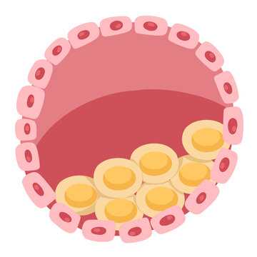 Blastocyst phase of embryo development