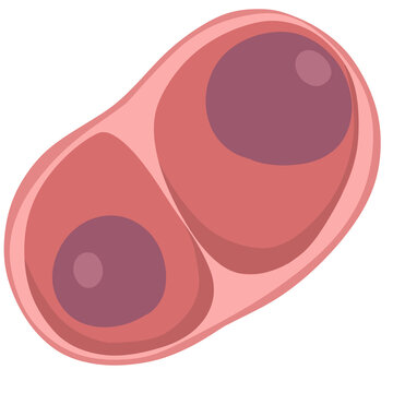 chondrocyte, the type of stem cells