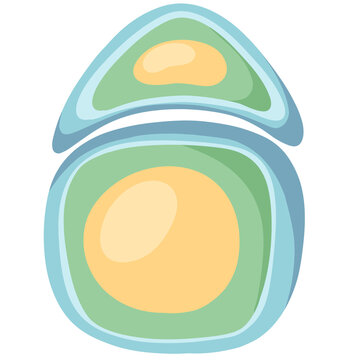 chondrocyte, the type of stem cells