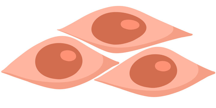 skin cells