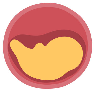 embryo phase of embryo development