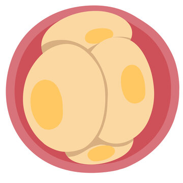 Zygote phase of embryo development