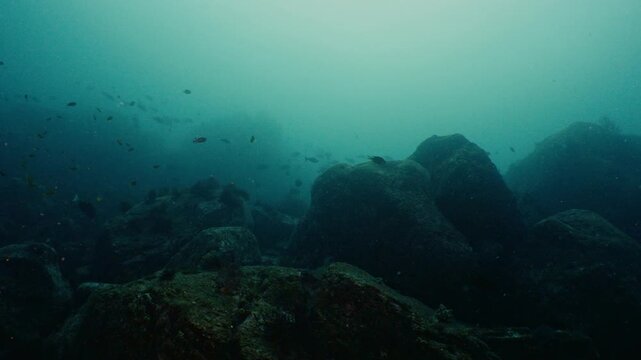 A large school of fish swimming through a dim rocky reef