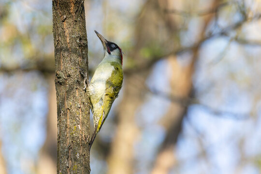 European green woodpecker (Picus viridis) sitting on a tree branch
