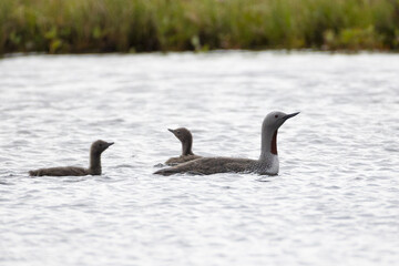 A red-throated loon with chicks swims on a lake, Arctic, Russia. © Shchipkova Elena