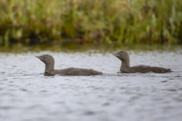 A red-throated loon with chicks swims on a lake, Arctic, Russia. © Shchipkova Elena