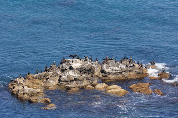 A seal and a ringed seal lie on the rocks, with cormorants perched nearby. Kunashir Island © Shchipkova Elena