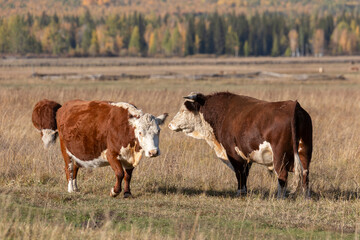 Cows is grazed on a meadow close up © Shchipkova Elena