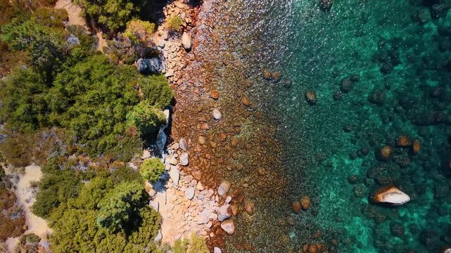 Overhead view of shrubs and stones along the Lake Tahoe shore. Green vegetation borders a narrow pebble beach beside transparent water and scattered submerged rocks.