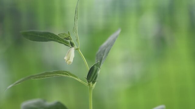 Black sesame branch flower and pods on natural background.