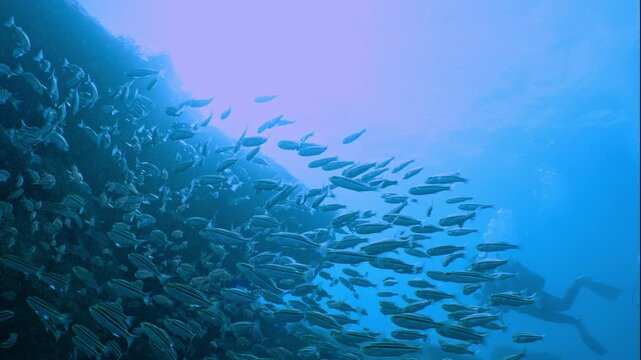 A school of fish and a scuba diver in the blue ocean with sunlight