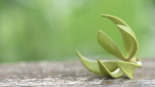 Climbing Ylang-Ylang or Artabotrys siamensis branch flower on natural background.
