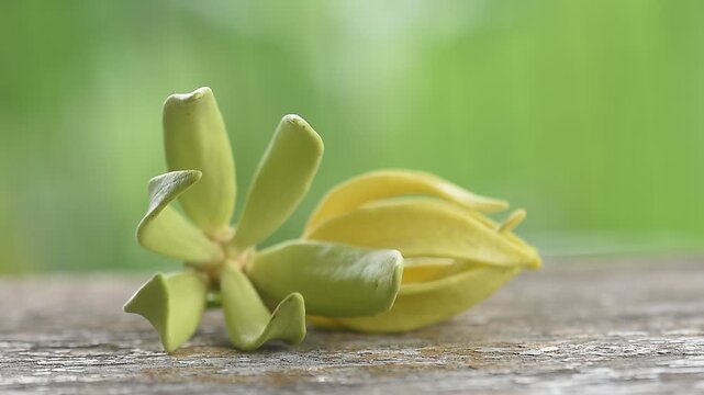 Climbing Ylang-Ylang or Artabotrys siamensis branch flower on natural background.