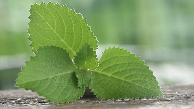 Coleus amboinicus branch green leaves on natural background.