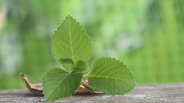 Coleus amboinicus branch green leaves on natural background.