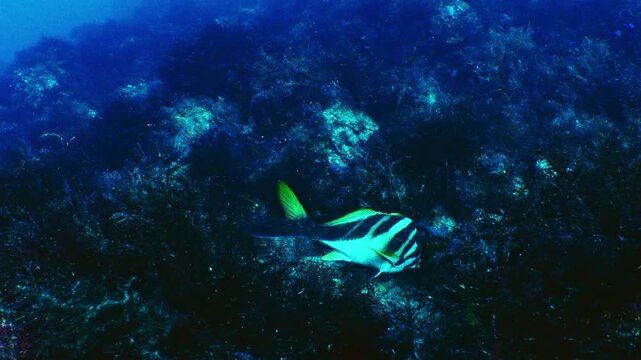 A striped fish swimming gracefully through a rocky reef with seaweed