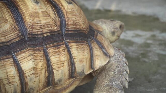 Detailed close-up of a giant sulcata tortoise shell pattern and scaly legs, walking slowly on the ground.