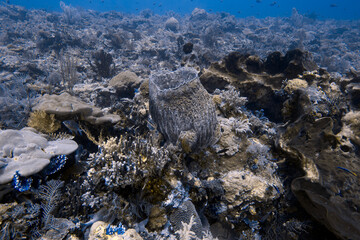 Barrel sponge and corals on a tropical reef © JongHyeon