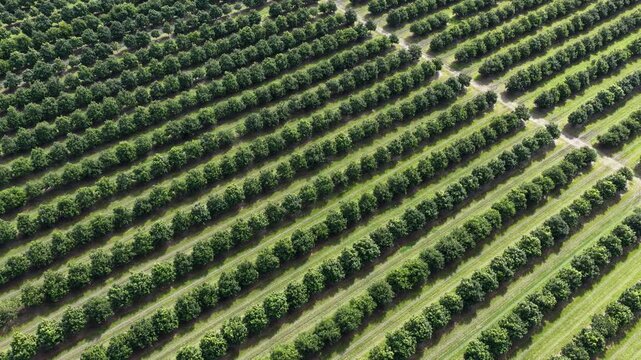 Drone footage flying over rows of macadamia trees at a farm in Yamba, New South Wales, Australia.