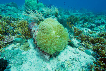 Sea anemone on a colorful tropical coral reef © JongHyeon