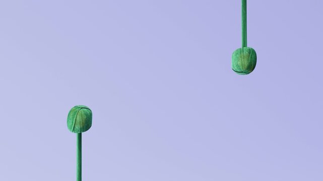 Two yellow daffodils appear from opposite sides and bloom on periwinkle purple background with copy space, minimal symmetrical 3D spring animation for Easter and greeting