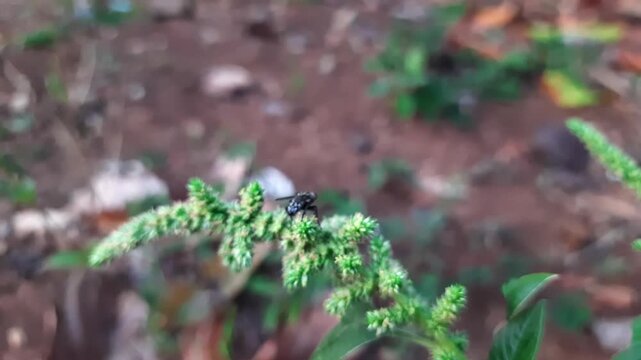 Close up video footage of a small black fly resting peacefully on a textured green amaranth plant stem.