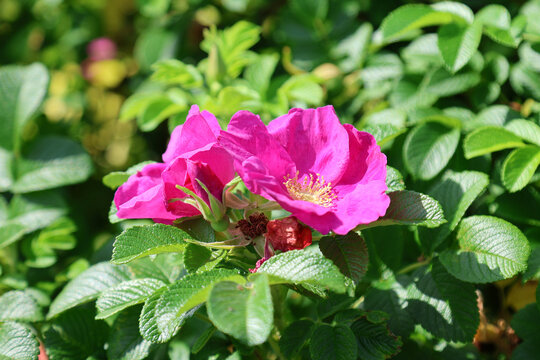 Beautiful rugosa rose flower blooming garden with pink petals and green foliage, close-up view of Rosa rugosa in natural summer setting.