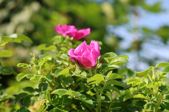 Beautiful rugosa rose flower blooming in garden with pink petals and green foliage, close-up view Rosa rugosa natural summer setting.