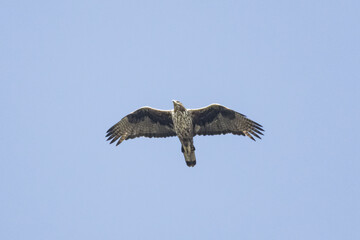 Obraz premium Bonelli's Eagle (Aquila fasciata) Soaring With Wings Spread
